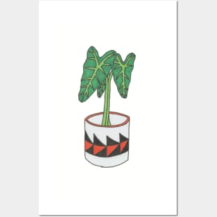 Colorful alocasia in pot Posters and Art